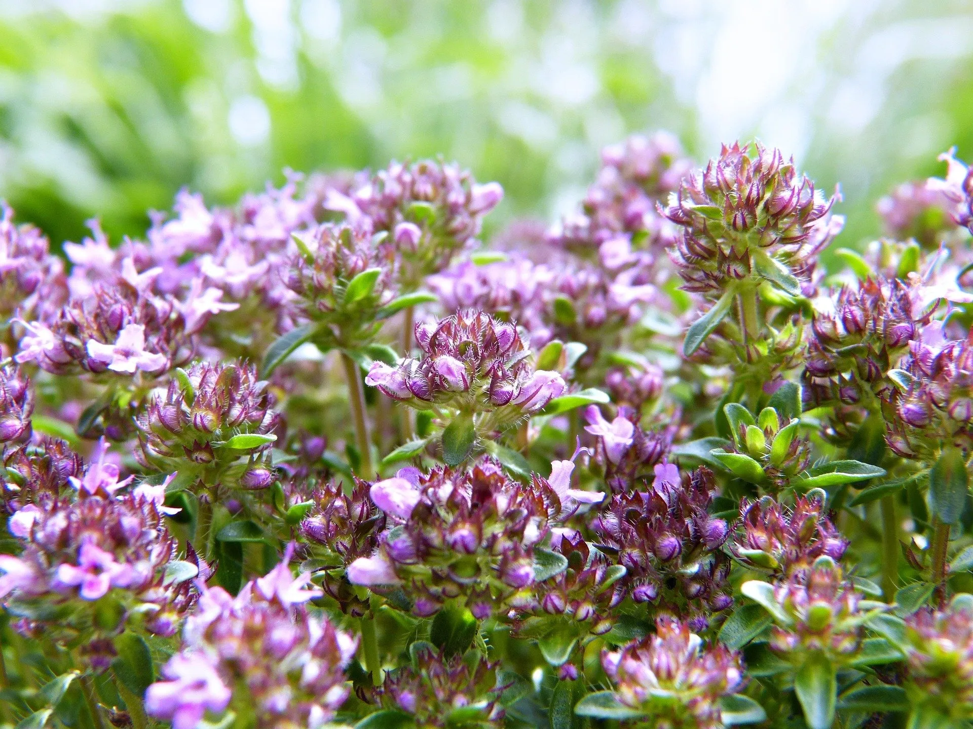 Flowering thyme plant