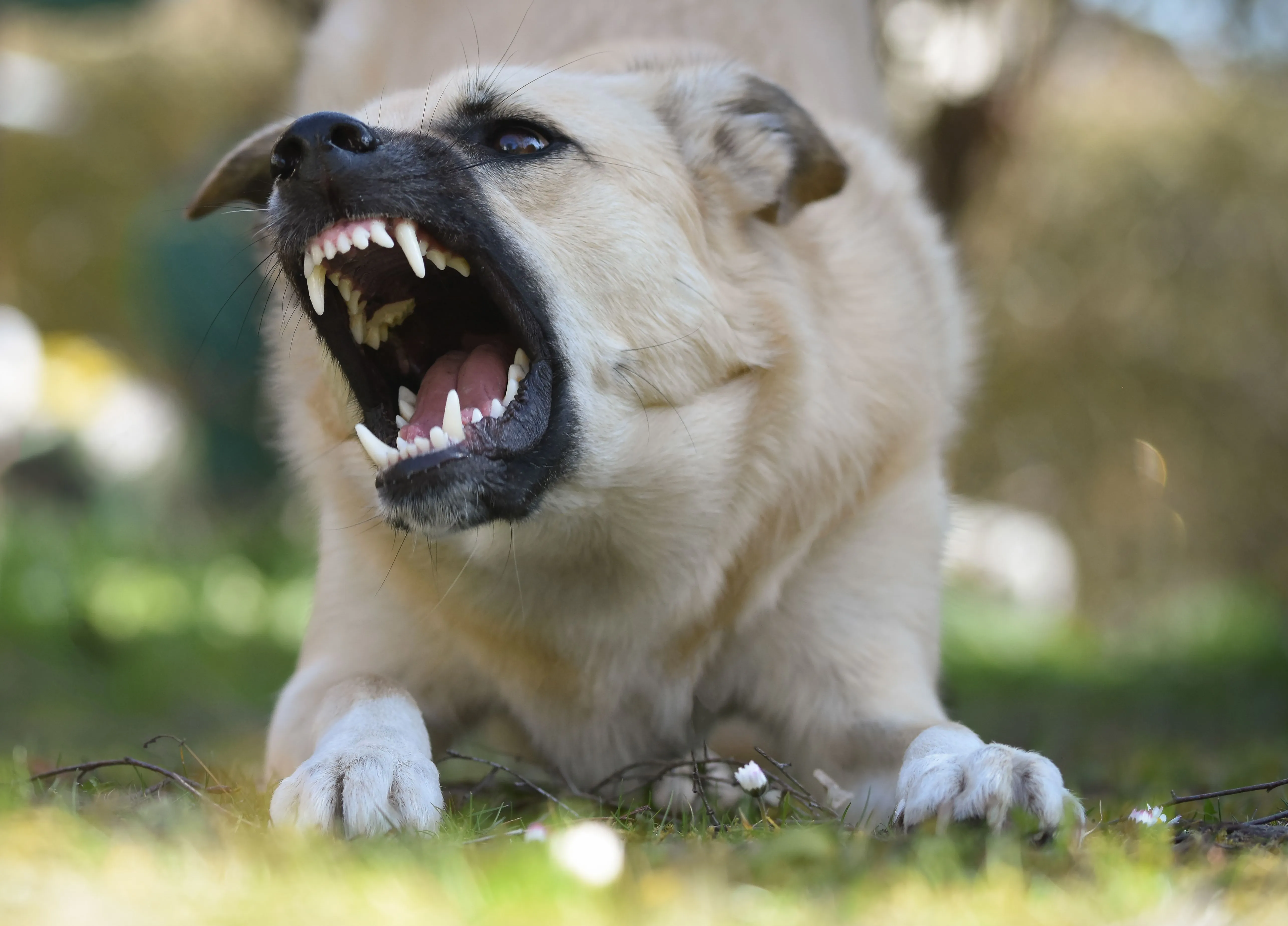 Dog displaying aggressive behavior outdoors, illustrating a temperament concern that may disqualify a dog from therapy dog work in Northwest Arkansas.