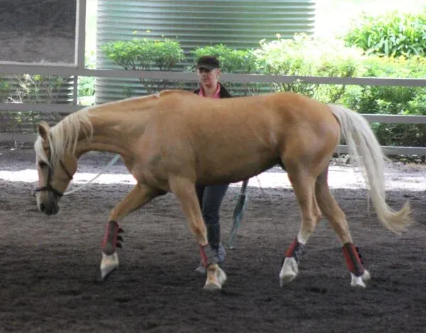 Stunning Palomino being lunged in cavesson in a nice relaxed neck extension 