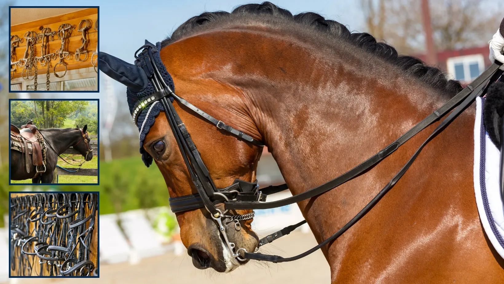 Understanding Horse Nosebands Types, Purpose, and Proper Usage