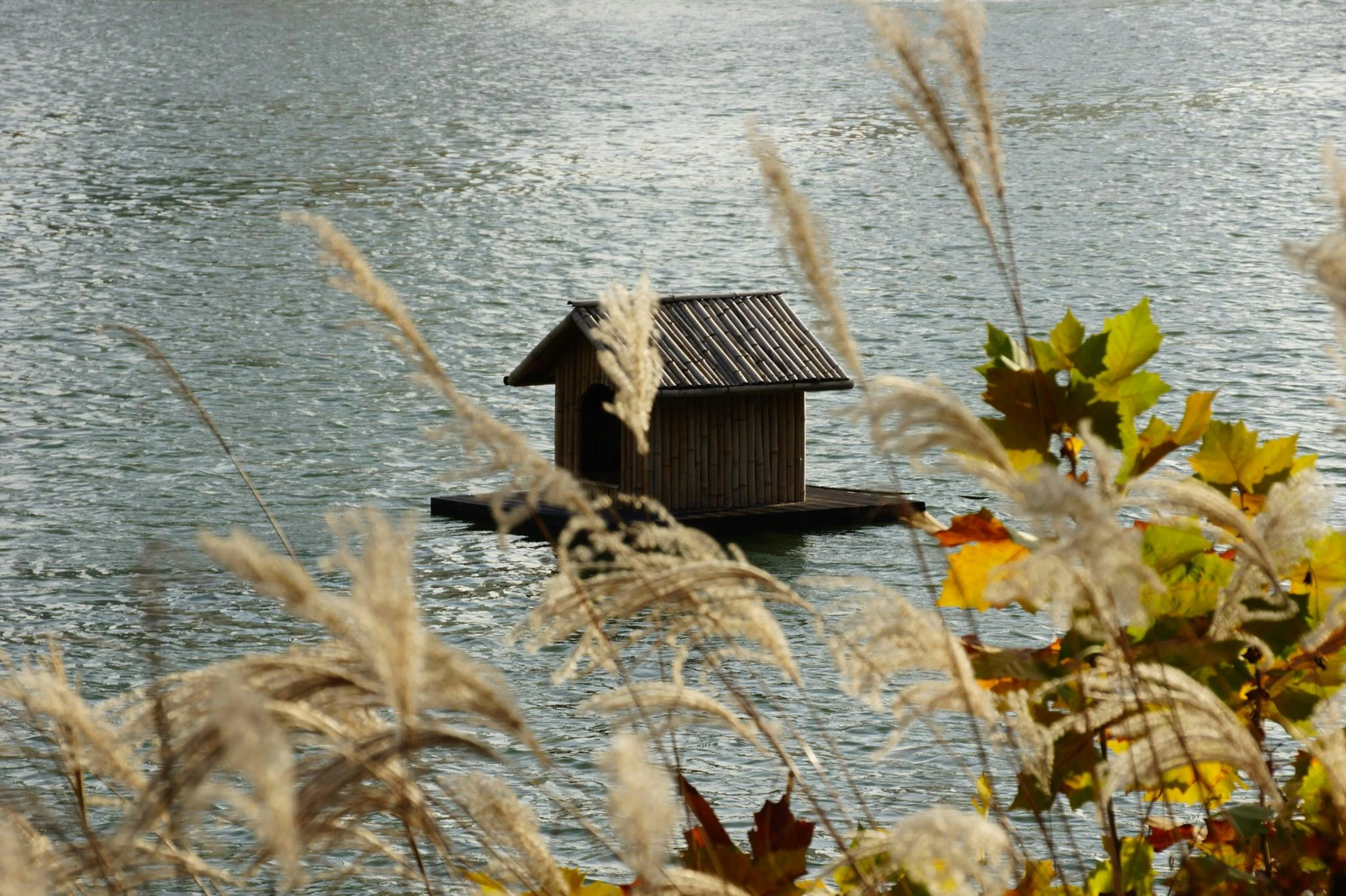 Bird house on a lake