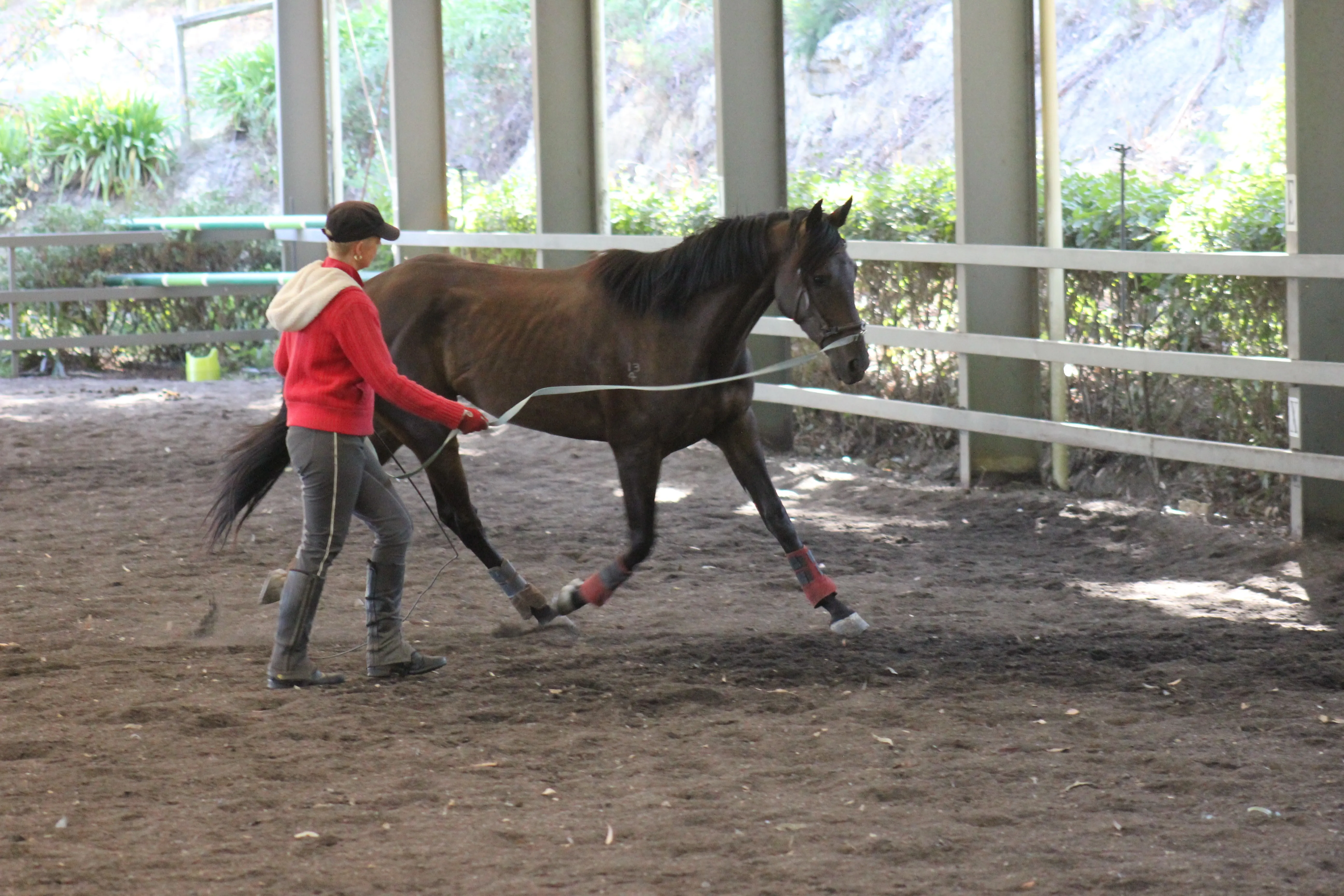 Danny being lunged to work on his posture and balance in locomotion