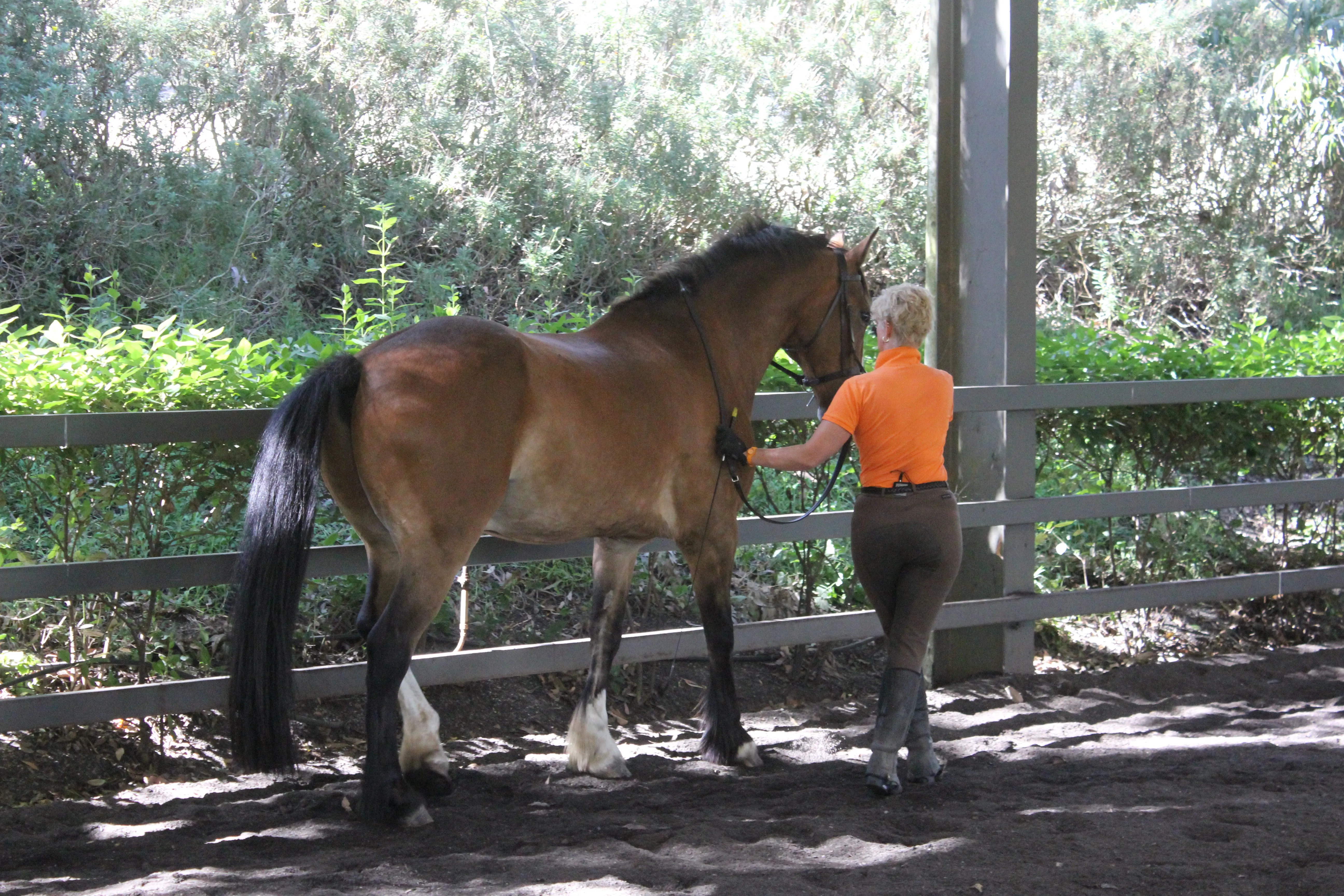 Leanne walking a horse in-hand around our arena. Focusing on correct posture and self-carriage.