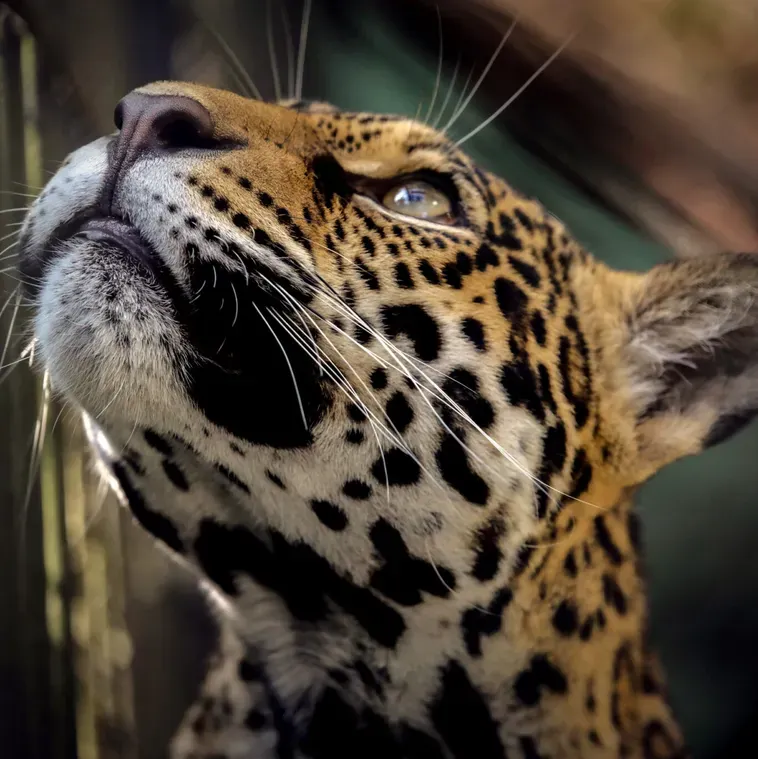 jaguar