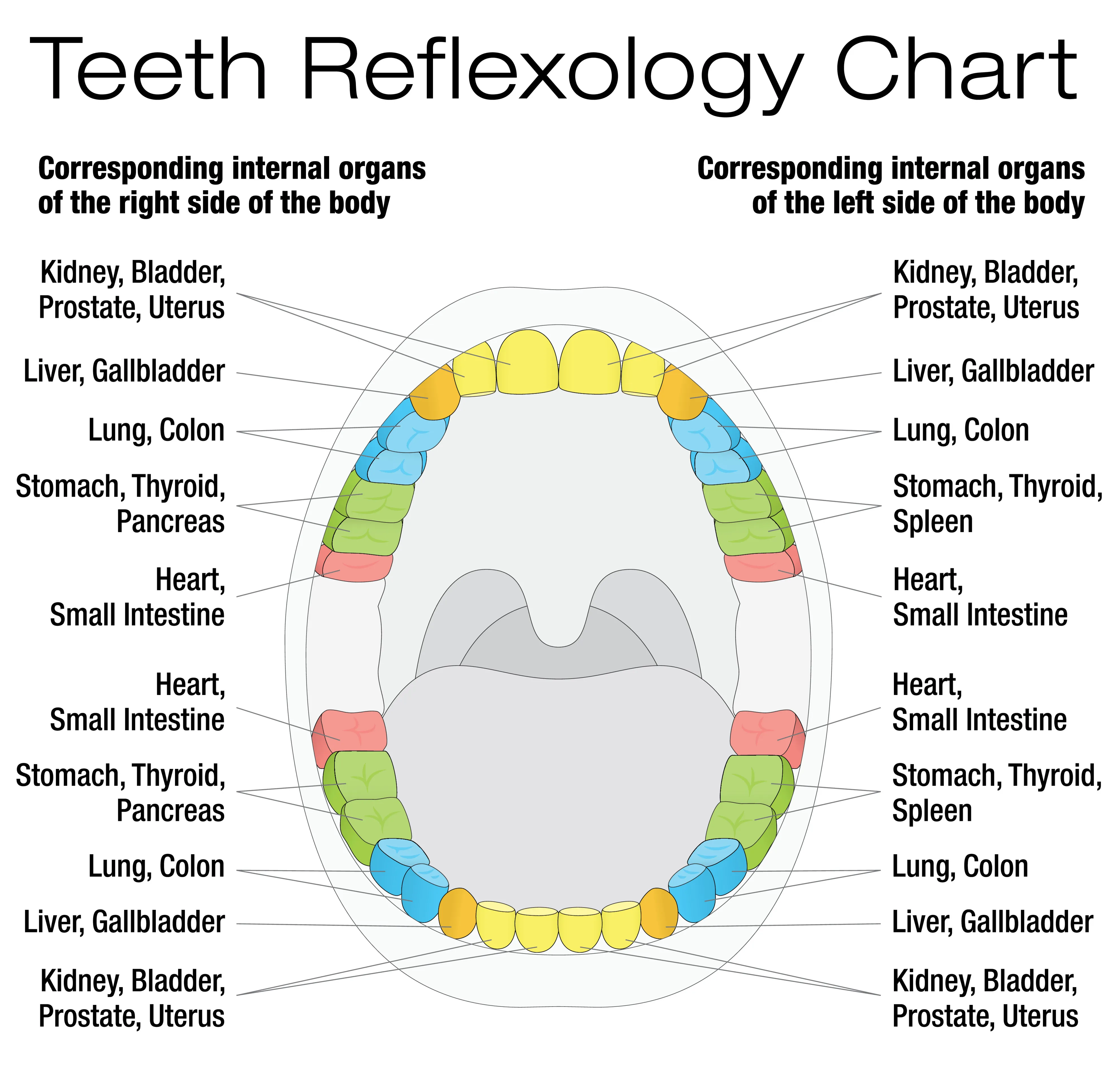 Teeth Reflexology Chart
