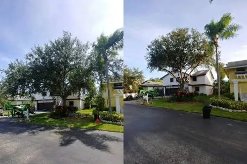 tree pruning miami fl