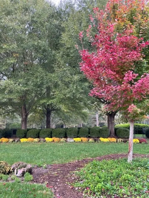 evolution of trees changing color in Colonial Williamsburg like a fresh start to my business in fall 2024