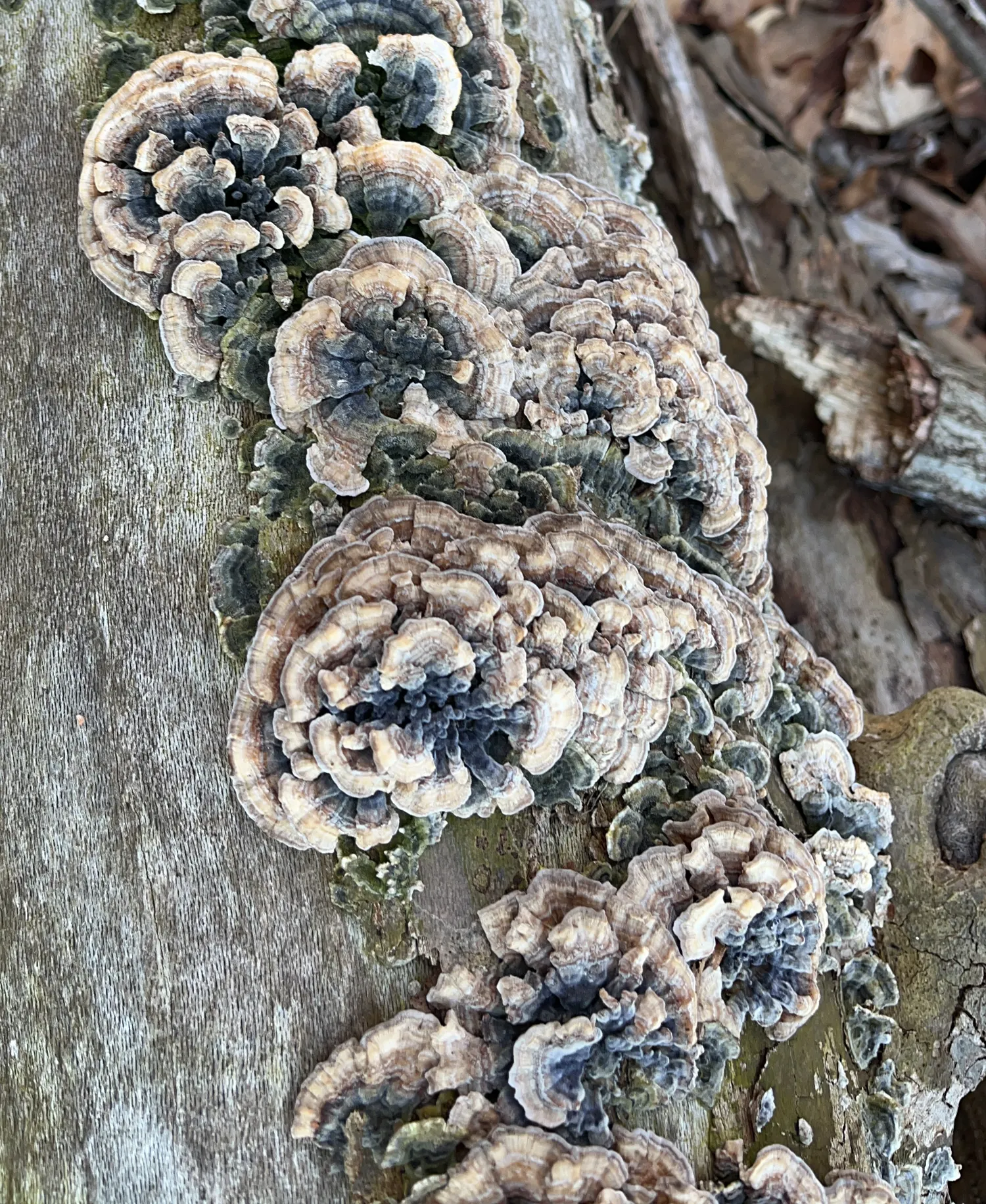 turkey tail mushrooms in the wild
