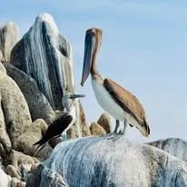 pelican on rocks