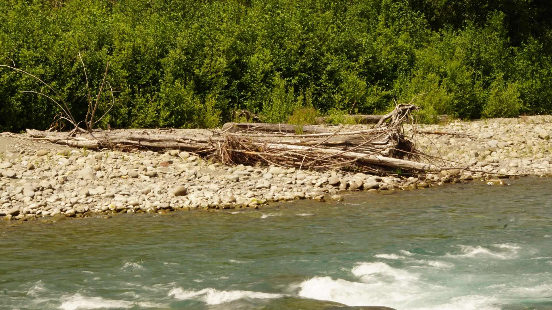 driftwood in rivers