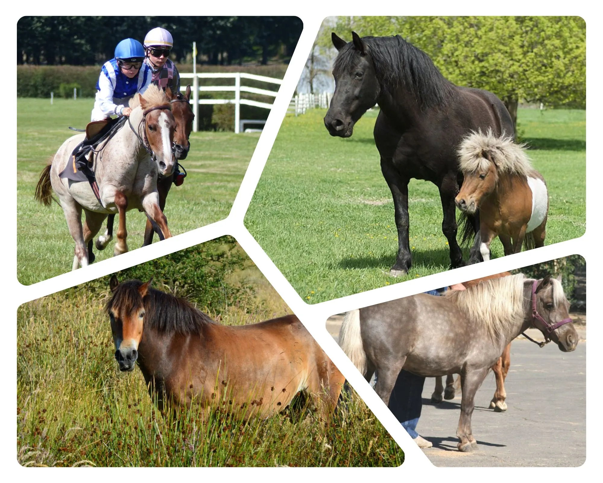 The Great Debate Pony vs. Miniature Horse Unraveling the Mysteries
