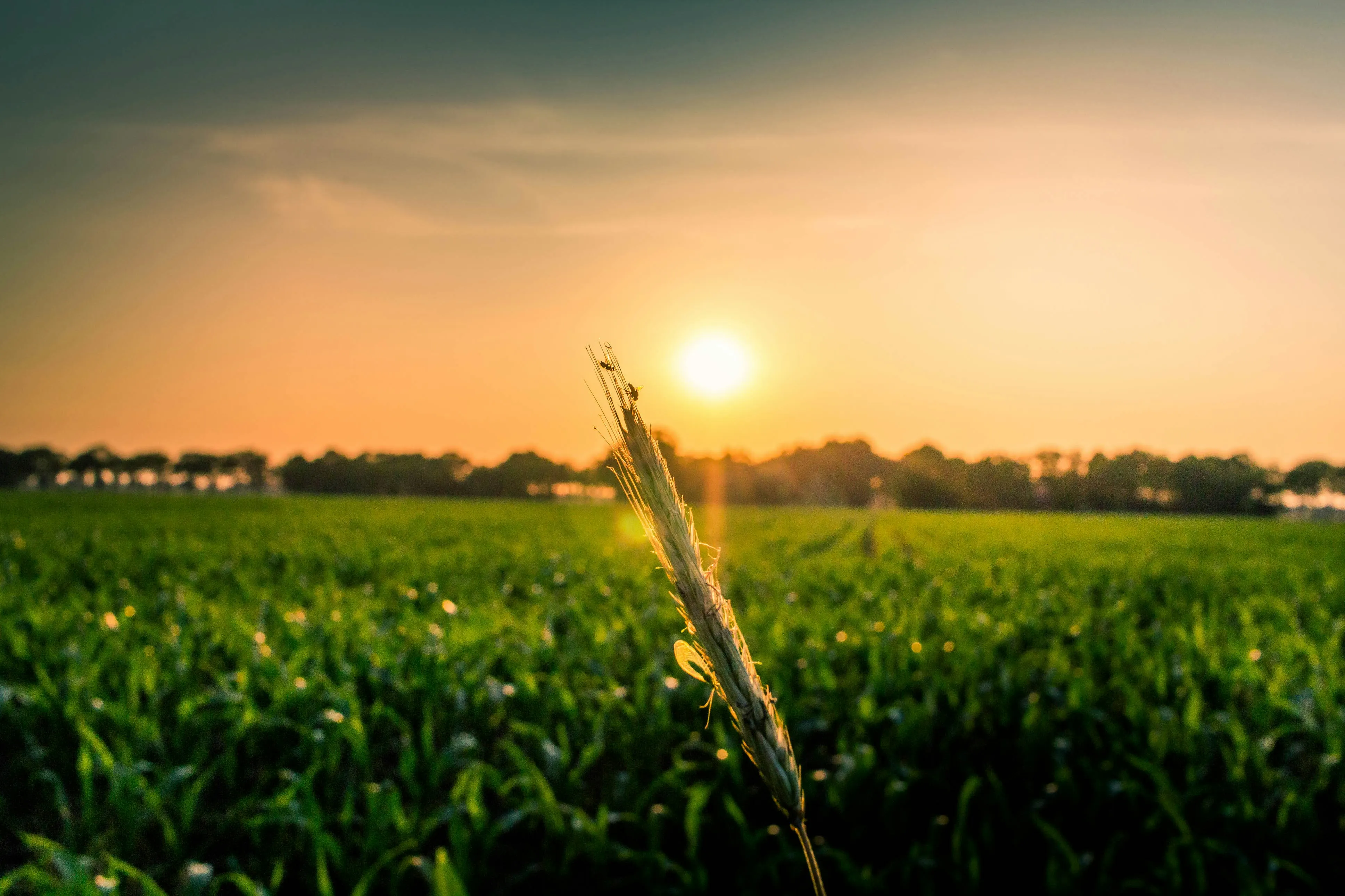 managed farms near bangalore