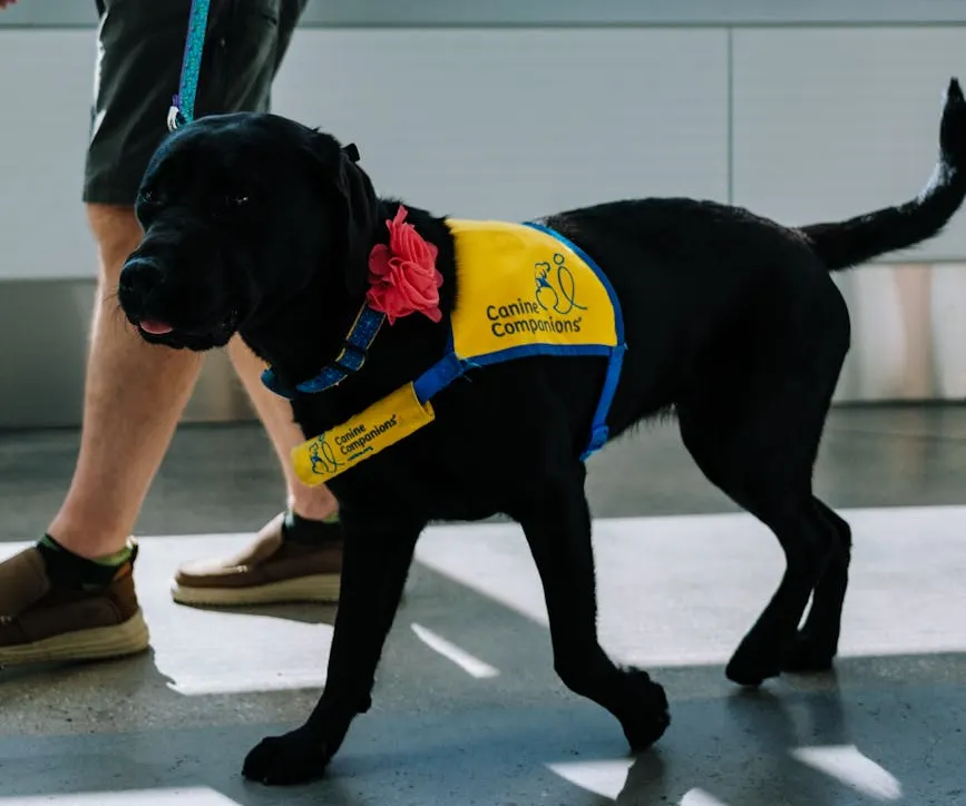 Therapy dog wearing vest walking calmly beside handler in public setting