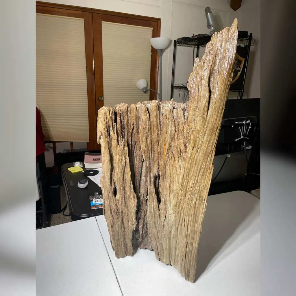 broken shield driftwood