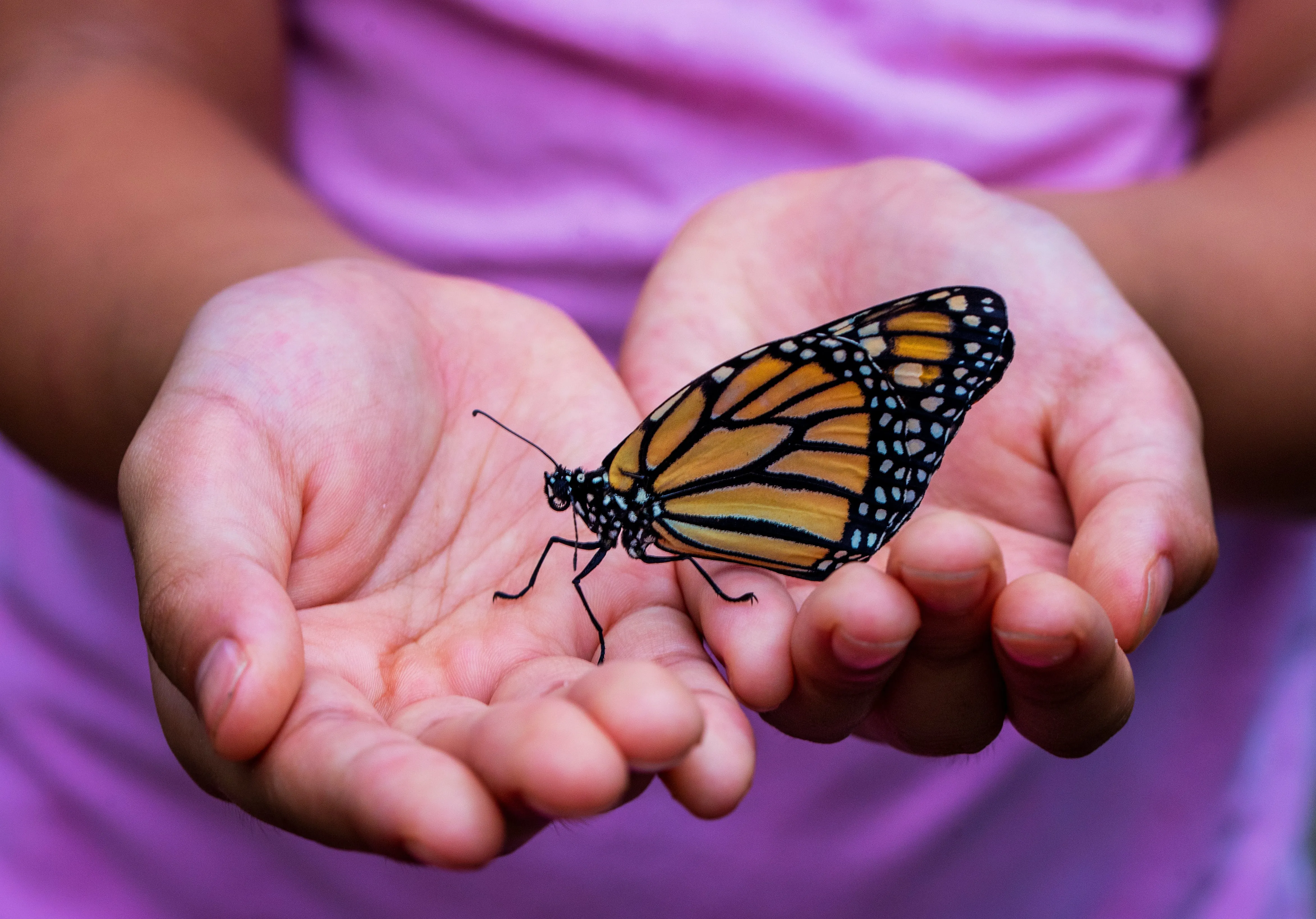 butterfly resting on cupped hands