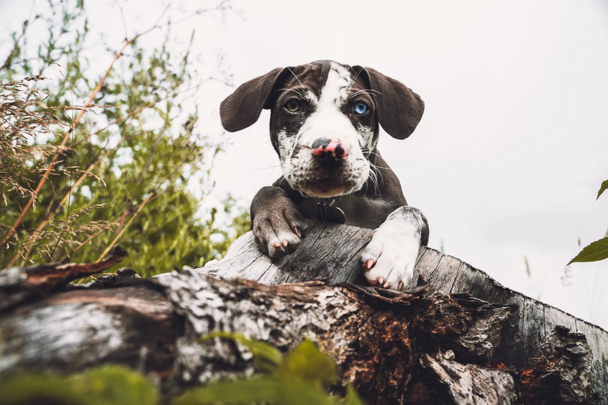 Jake the Catahoula mix