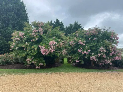 Crepe Myrtle trees at Cedar Grove cemetery entrance, First Lady Leticia Christian Tyler's family graveyard