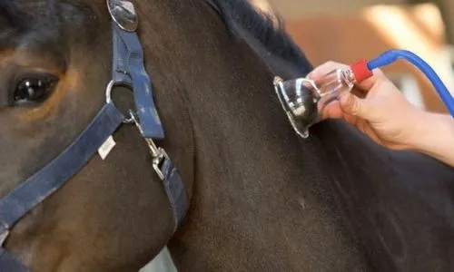 Equine Cupping