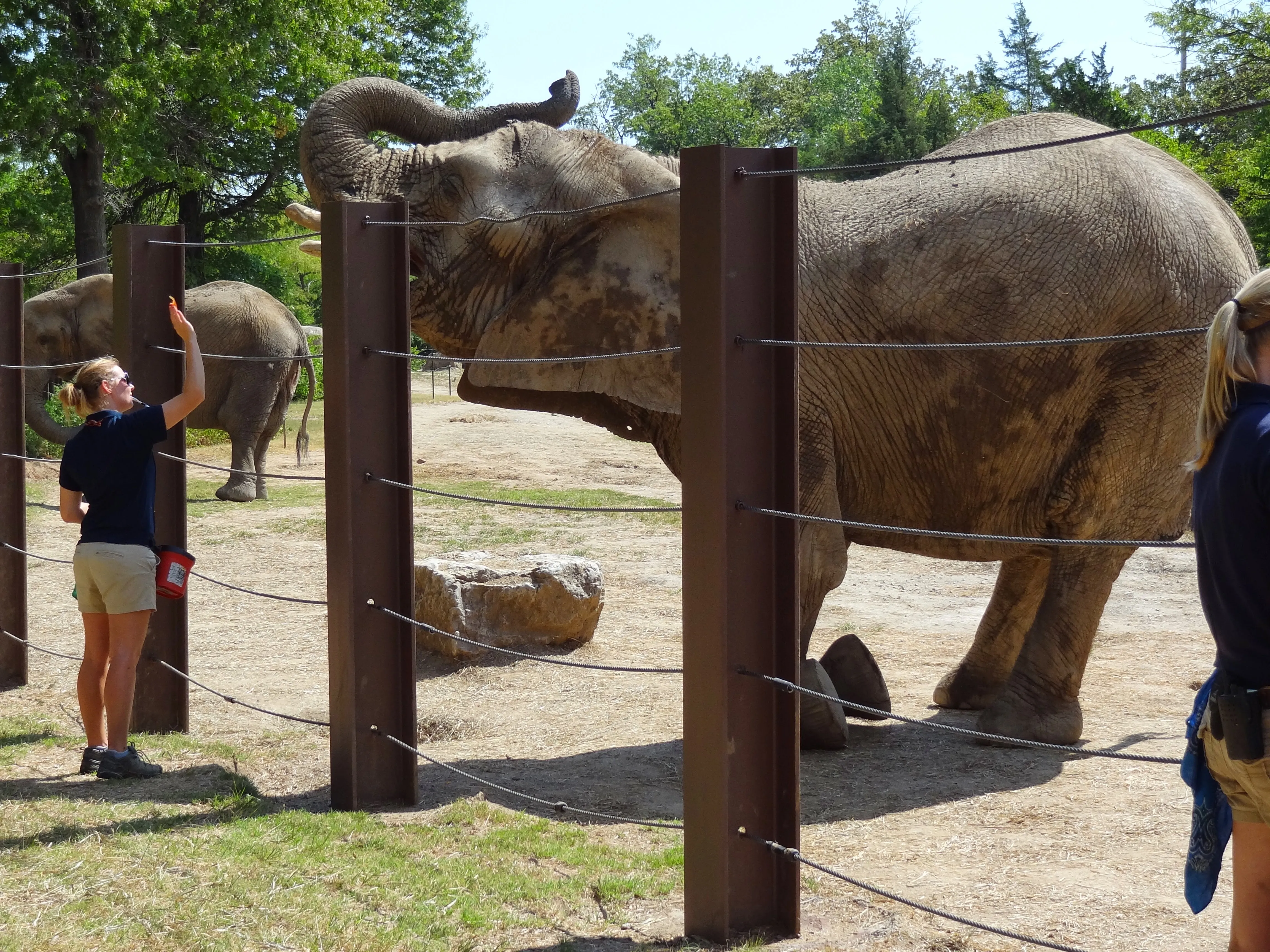 Zookeeper Jena building trust with a young elephant—early training roots that led to creating compassionate and effective dog training programs in Northwest Arkansas.