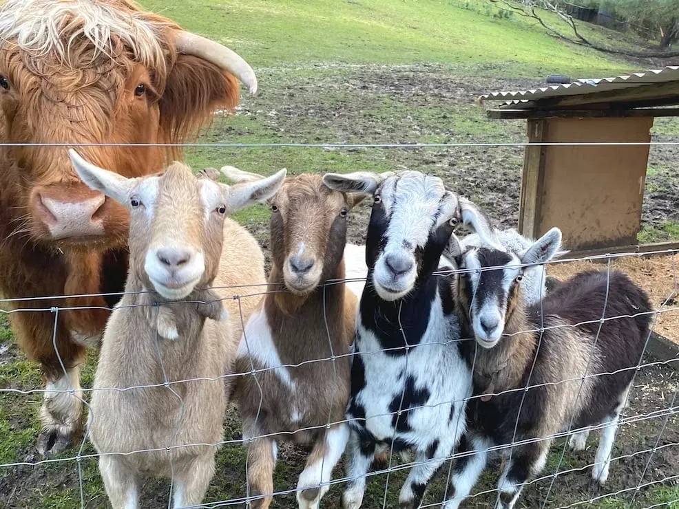 Nurture Creek Family Farm Stay Melbourne Victoria The Goats