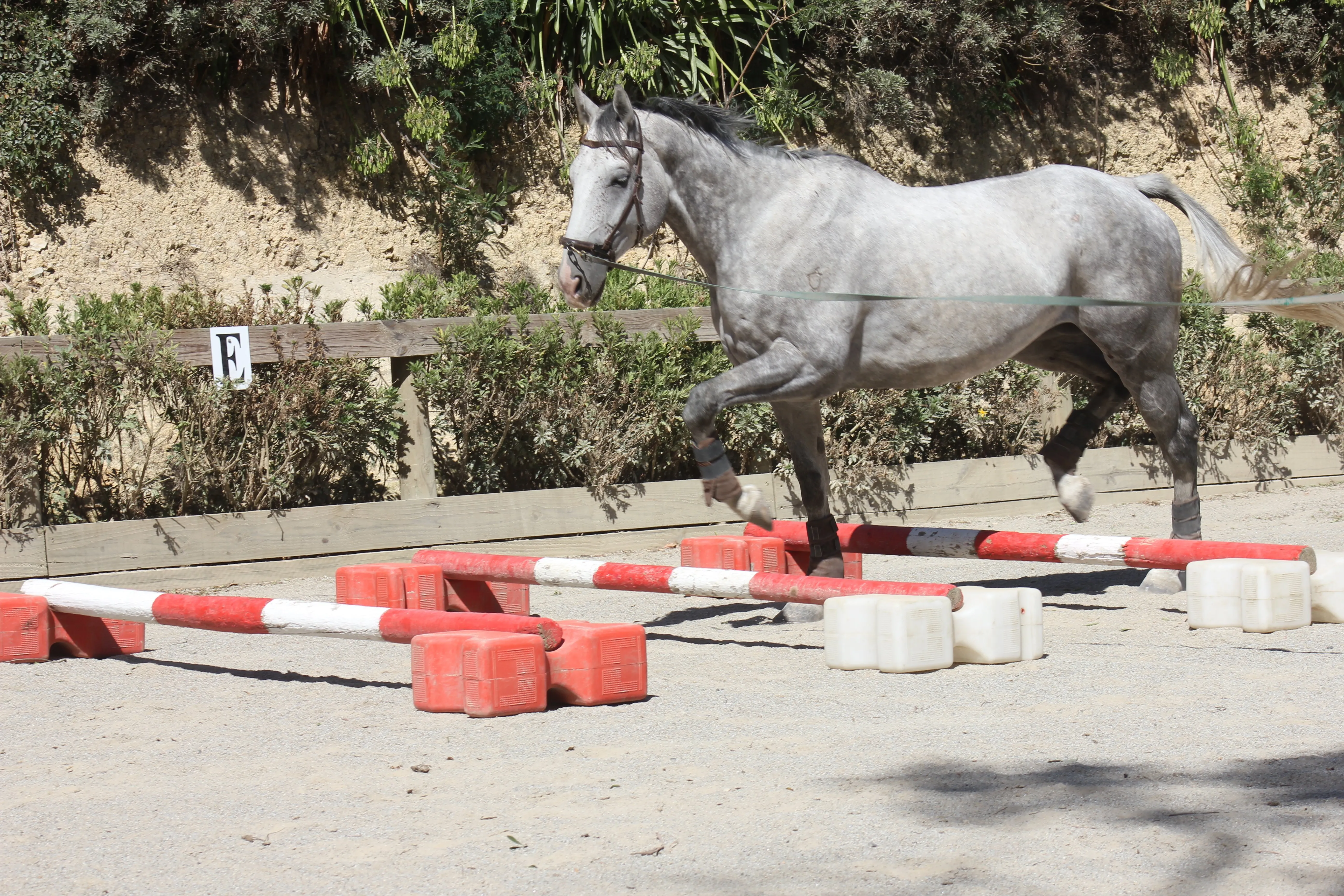 Bob being lunged over the cavaletti jumps