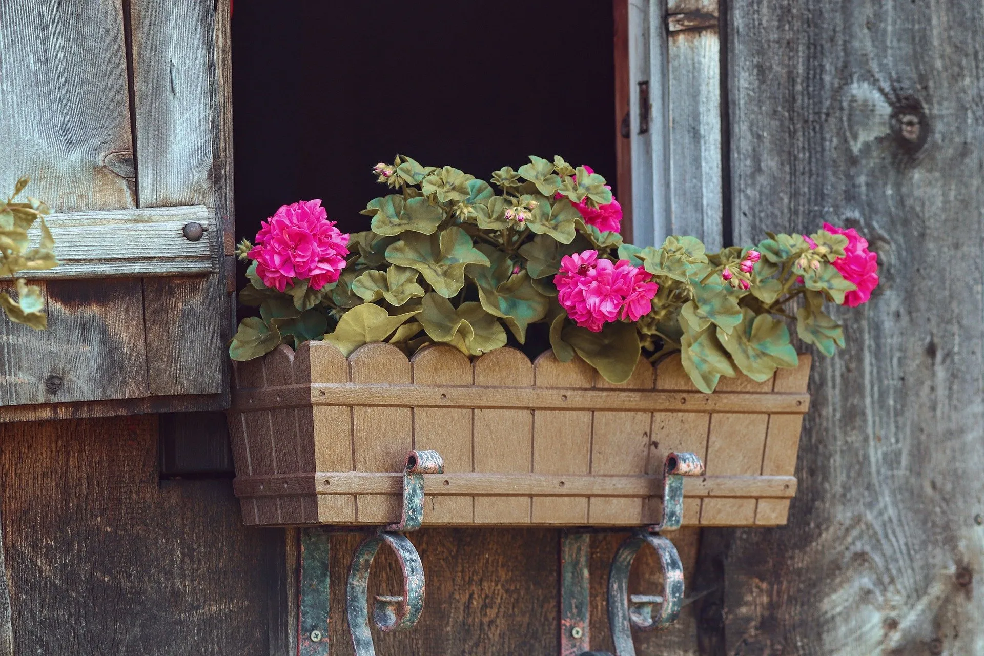 Geranium flower box