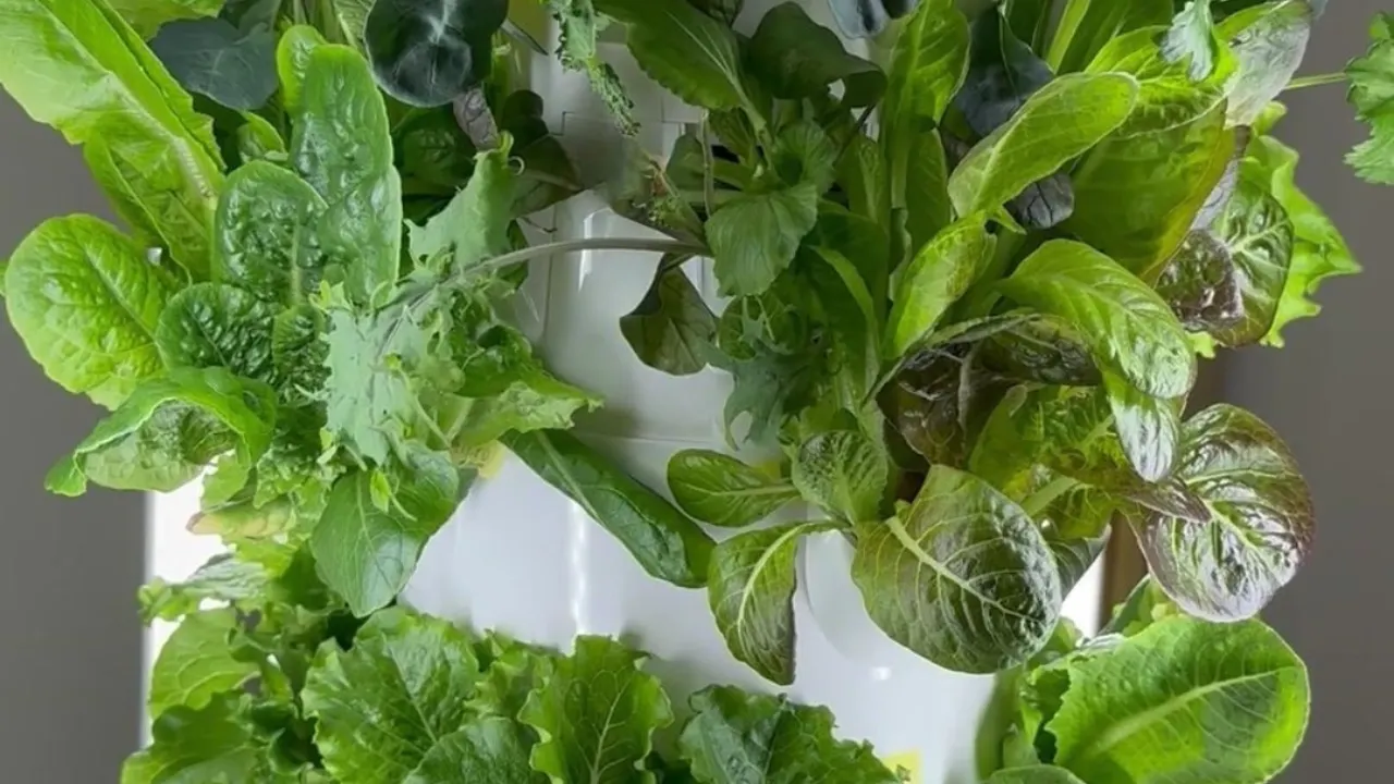 Close-up of nutrient-dense greens from Tower Garden Home in health journey CTA