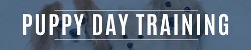 Banner for Signature Puppy Day Training Program – personalized in-home training for puppies in Fayetteville and NWA
