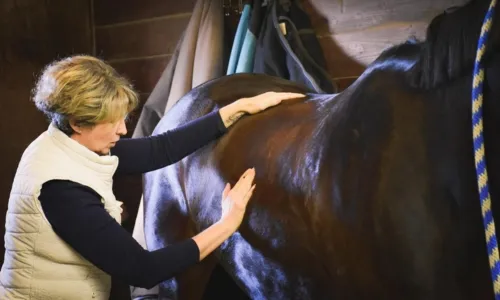 Equine Myofascial Release Therapy