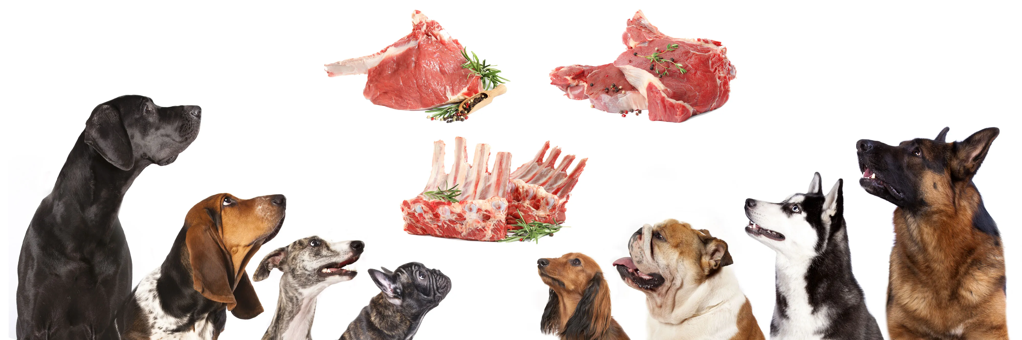 Hunde die rohes Fleisch der Barferoase Mühldorf an Himmeln