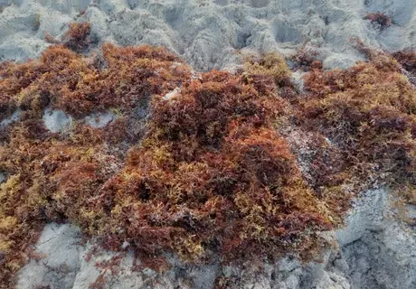 a blob of Sargassum