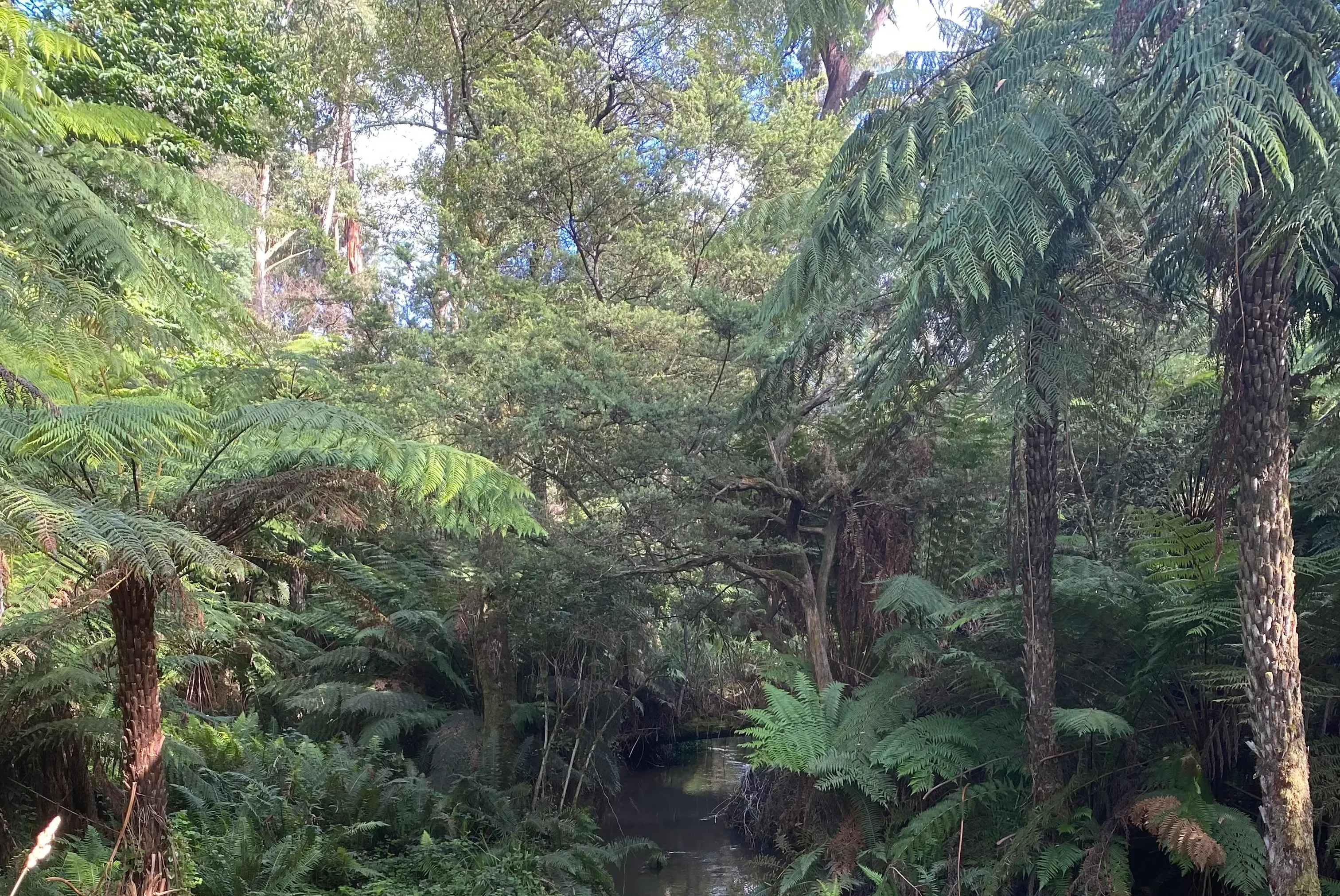 Forest