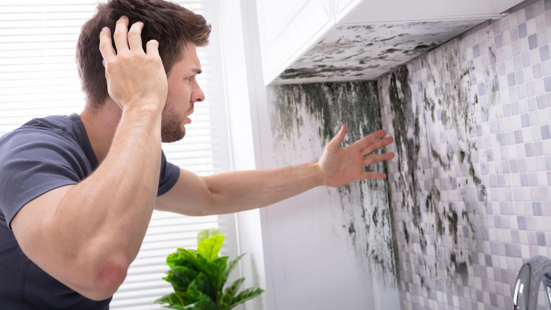mould cleaners