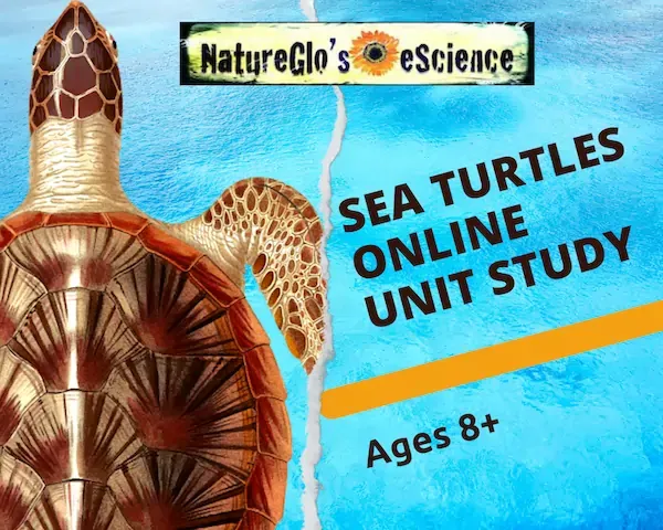 sea turtles online unit study