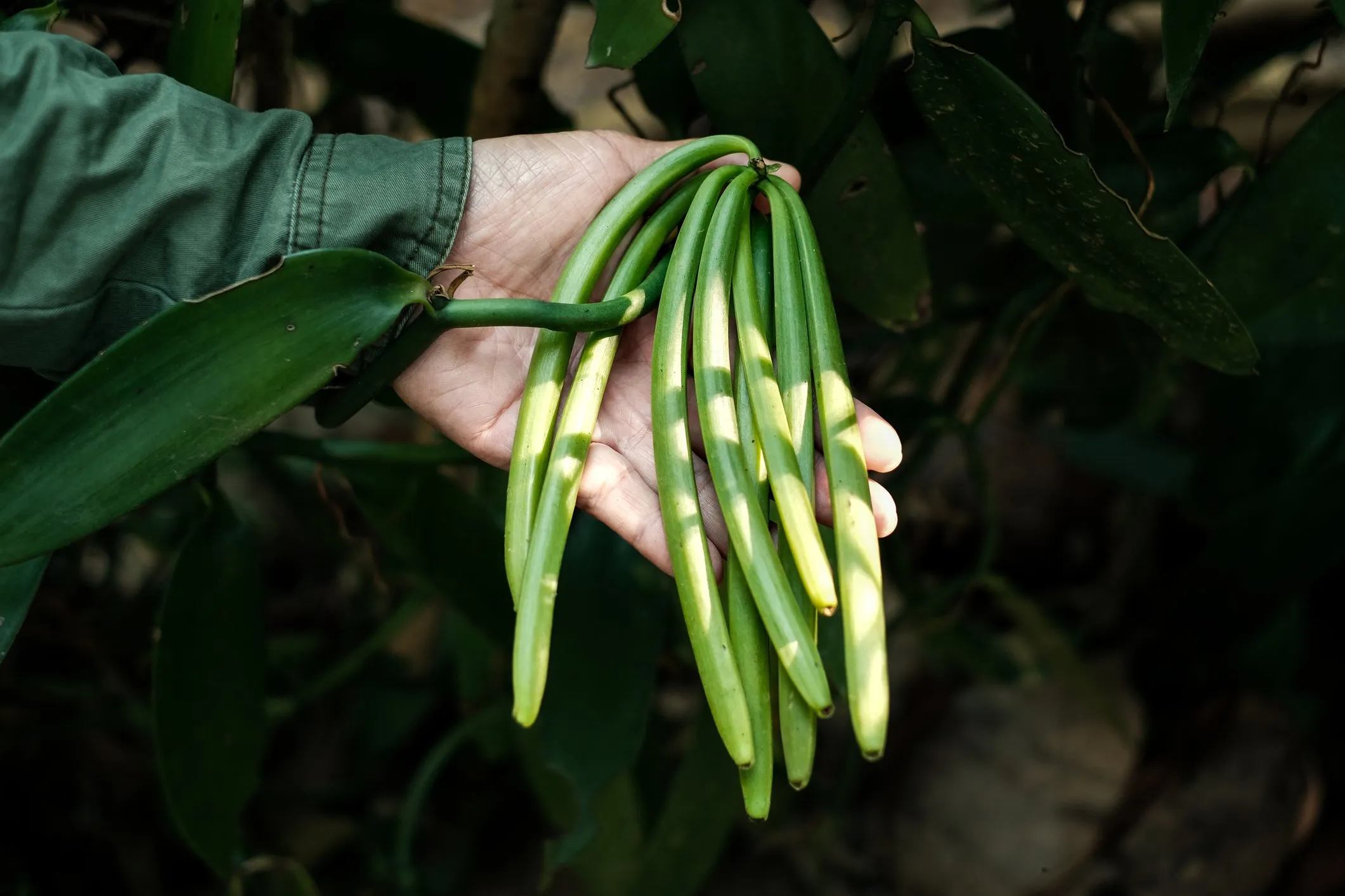 Vanilla pods on the vine