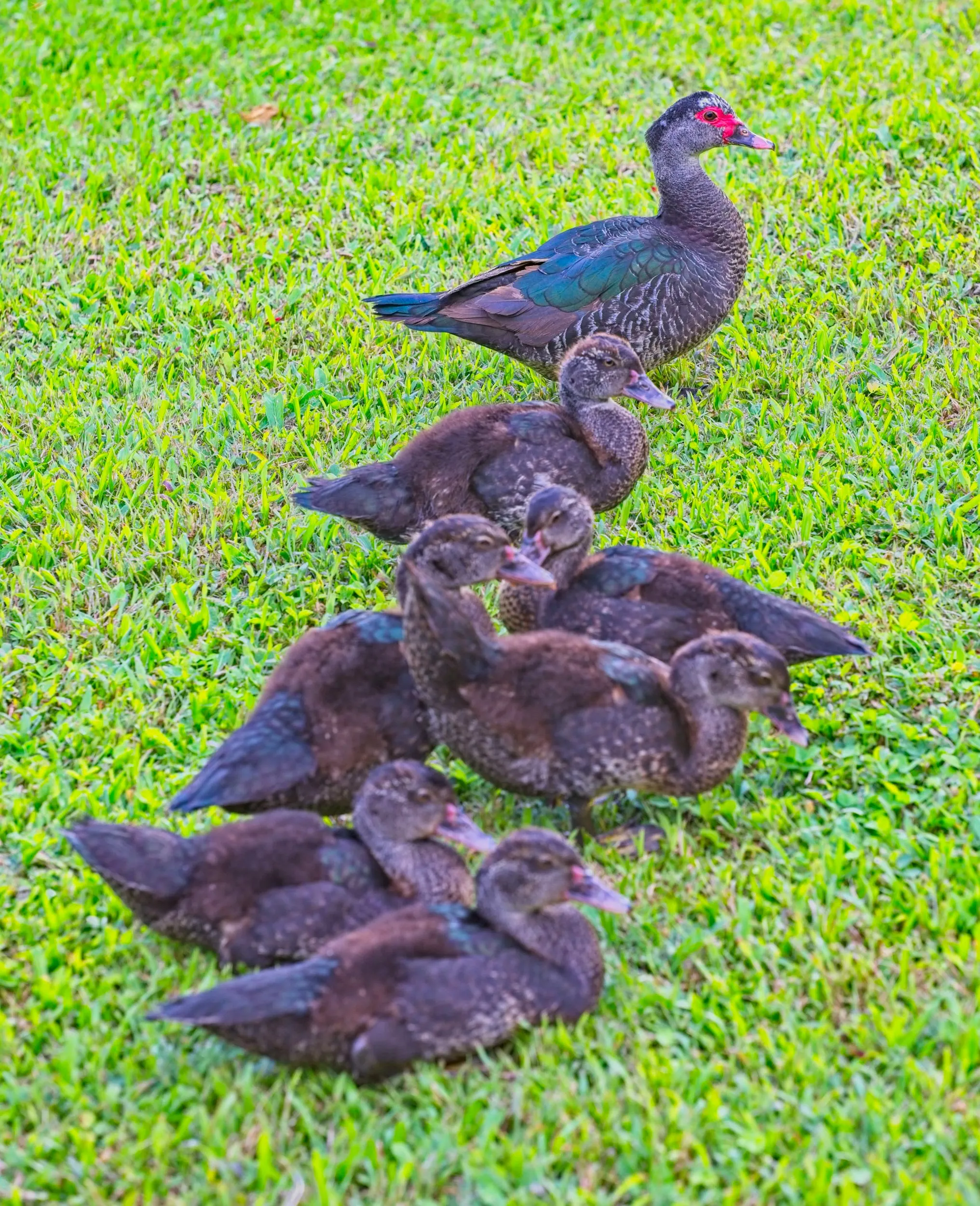 Muscovey Ducks