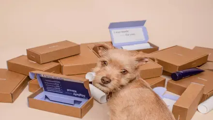 dog and boxes