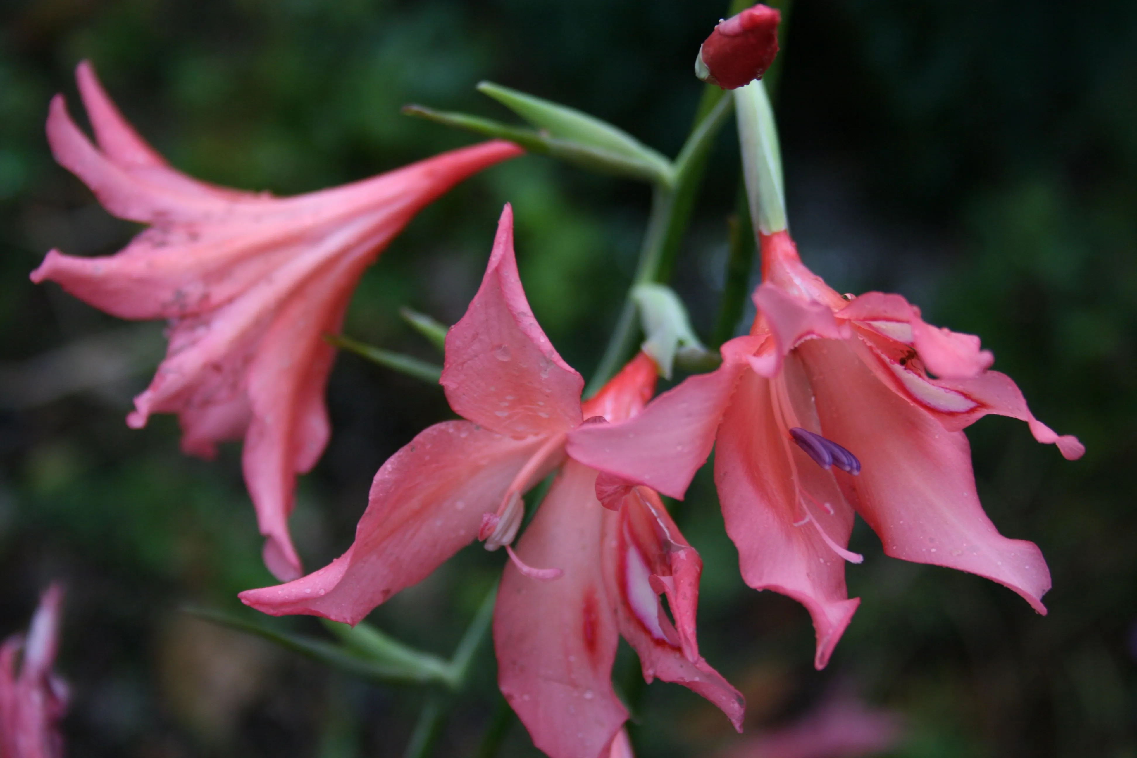 Coosheen is packed full of Summer Bulbs Gladiolus Cardinalis (pink)