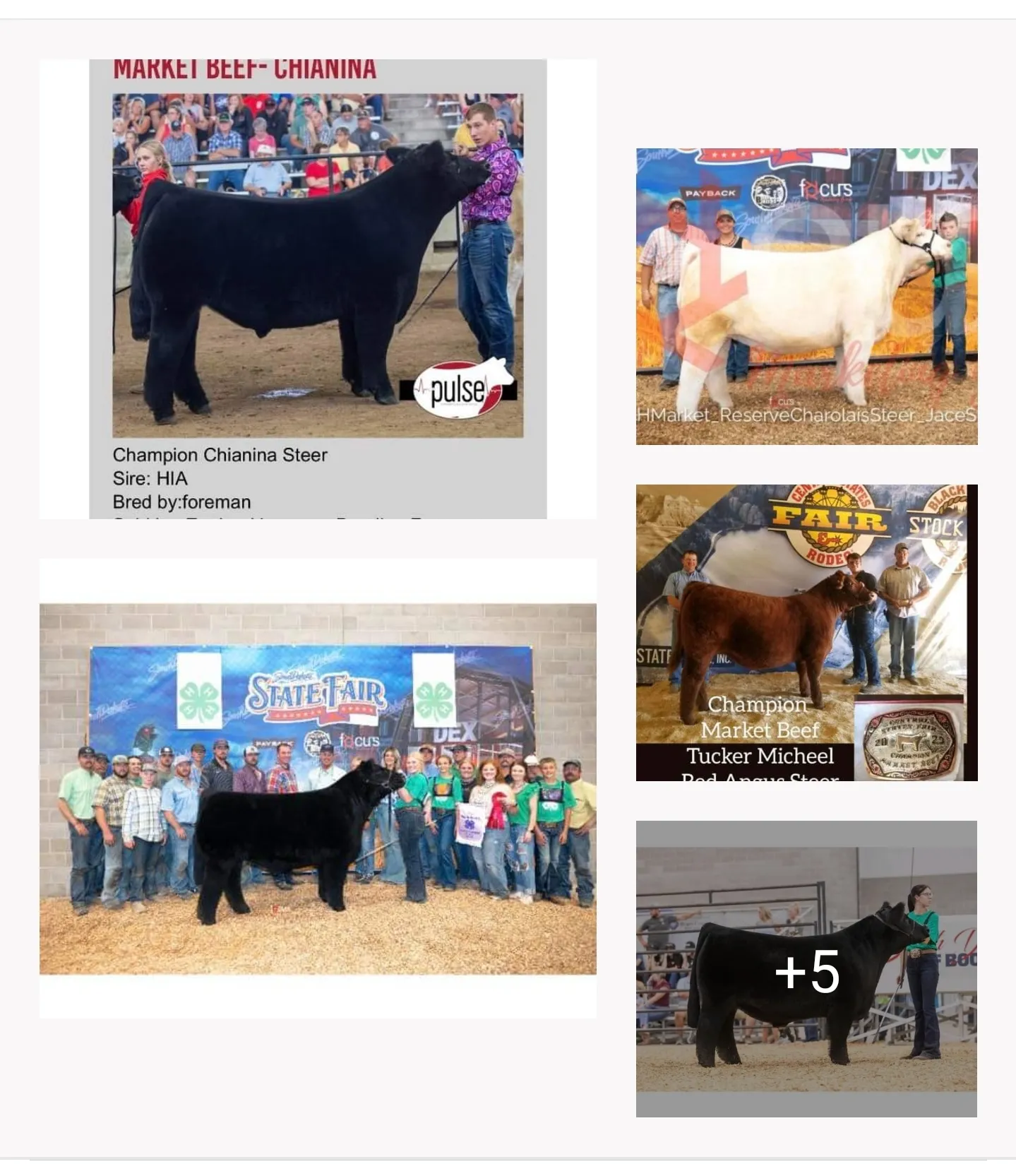 Forman Show Steers 2022-2023 Winners - Chad Forman - Pasture Sale 9-18-2023