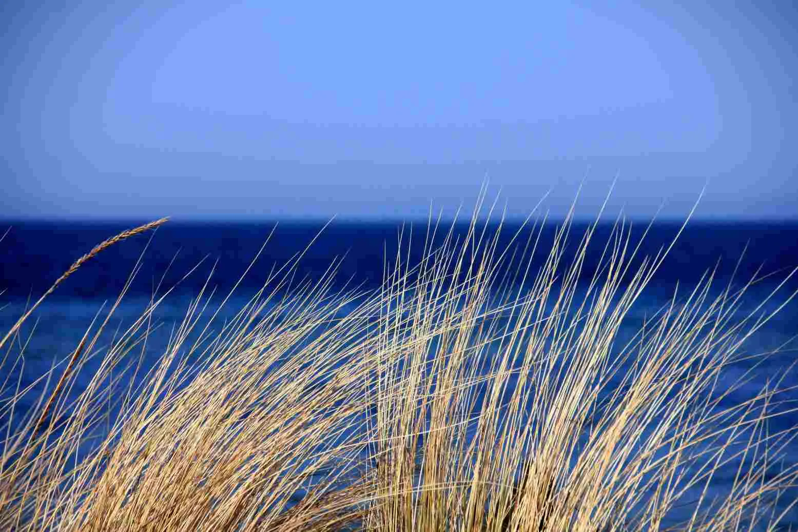 Grass on beach