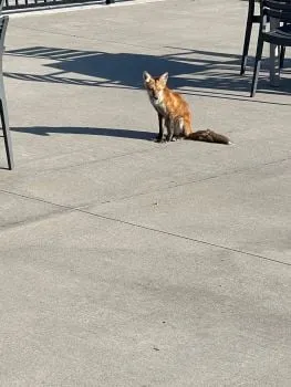 Lakewood Pool Fox