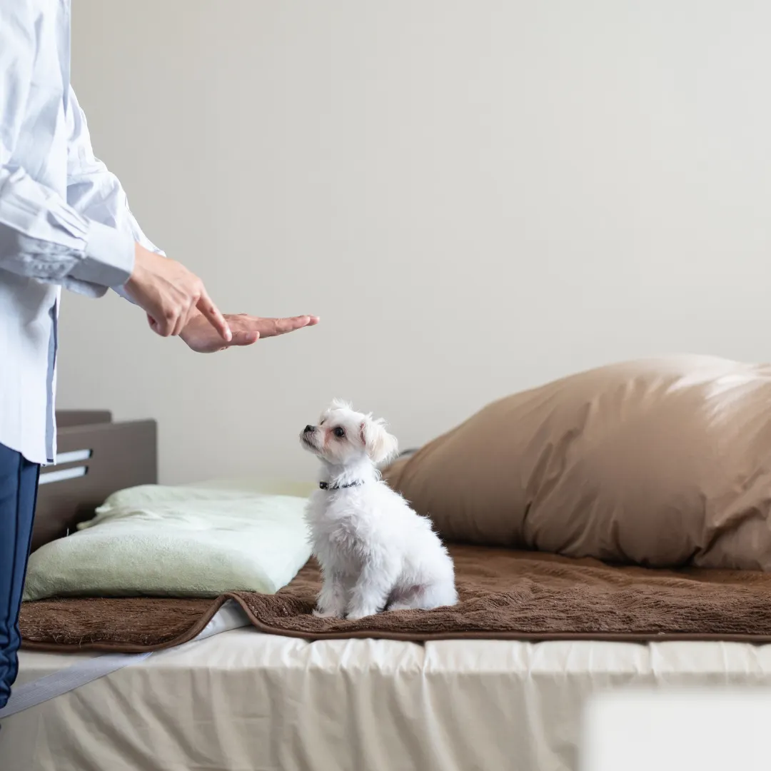 Positive reinforcement puppy training in NWA — small breed learning obedience commands in a calm home environment