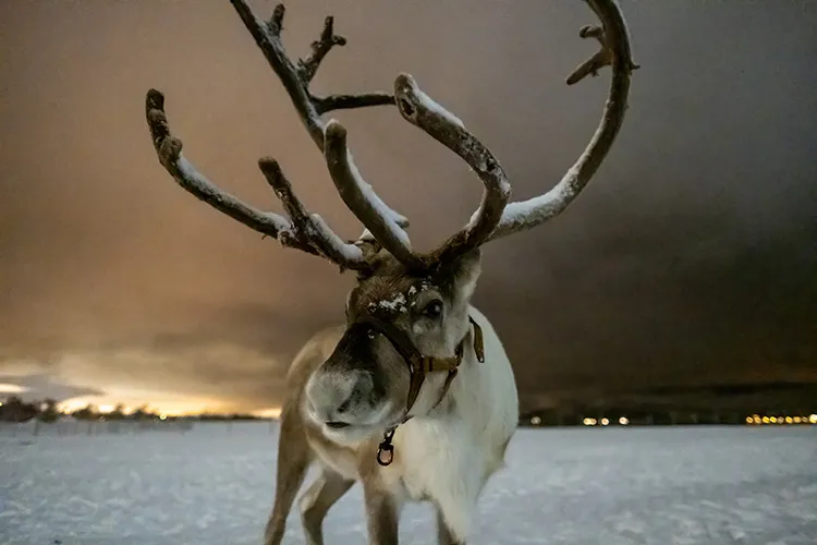 Reindeer Tromso Norway