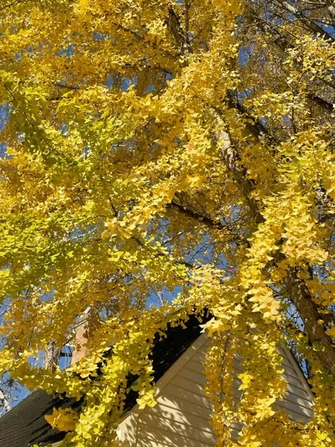 reading articles that help you overcome obstacles can make the future bright like a yellow tree