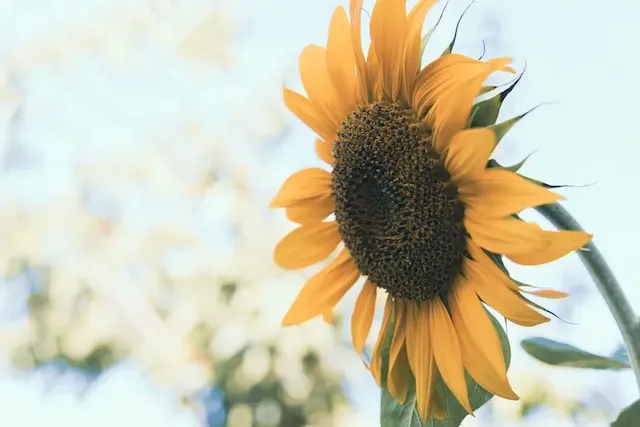 sunflower for inspiration
