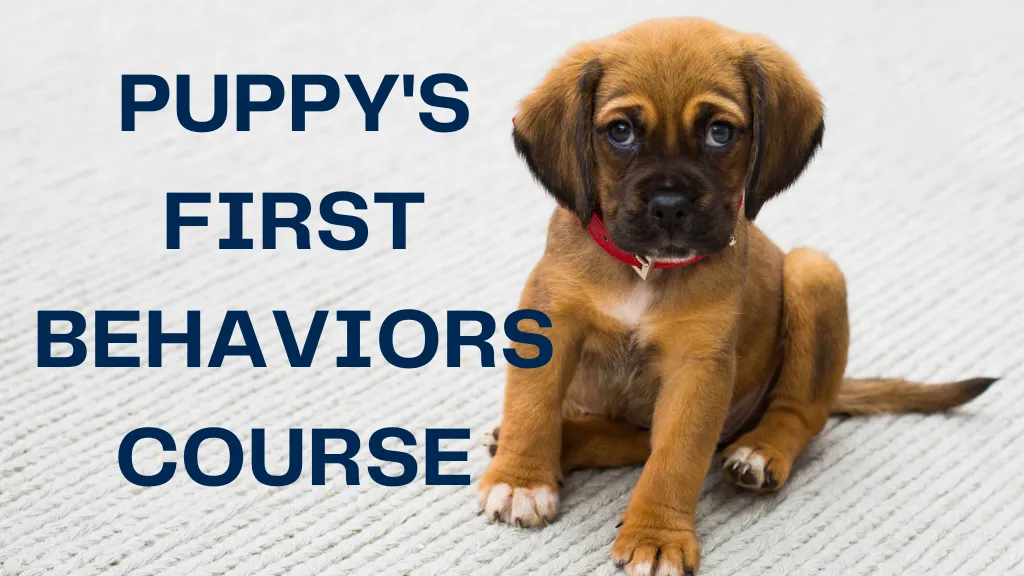 Puppy online course newman's dog training k9