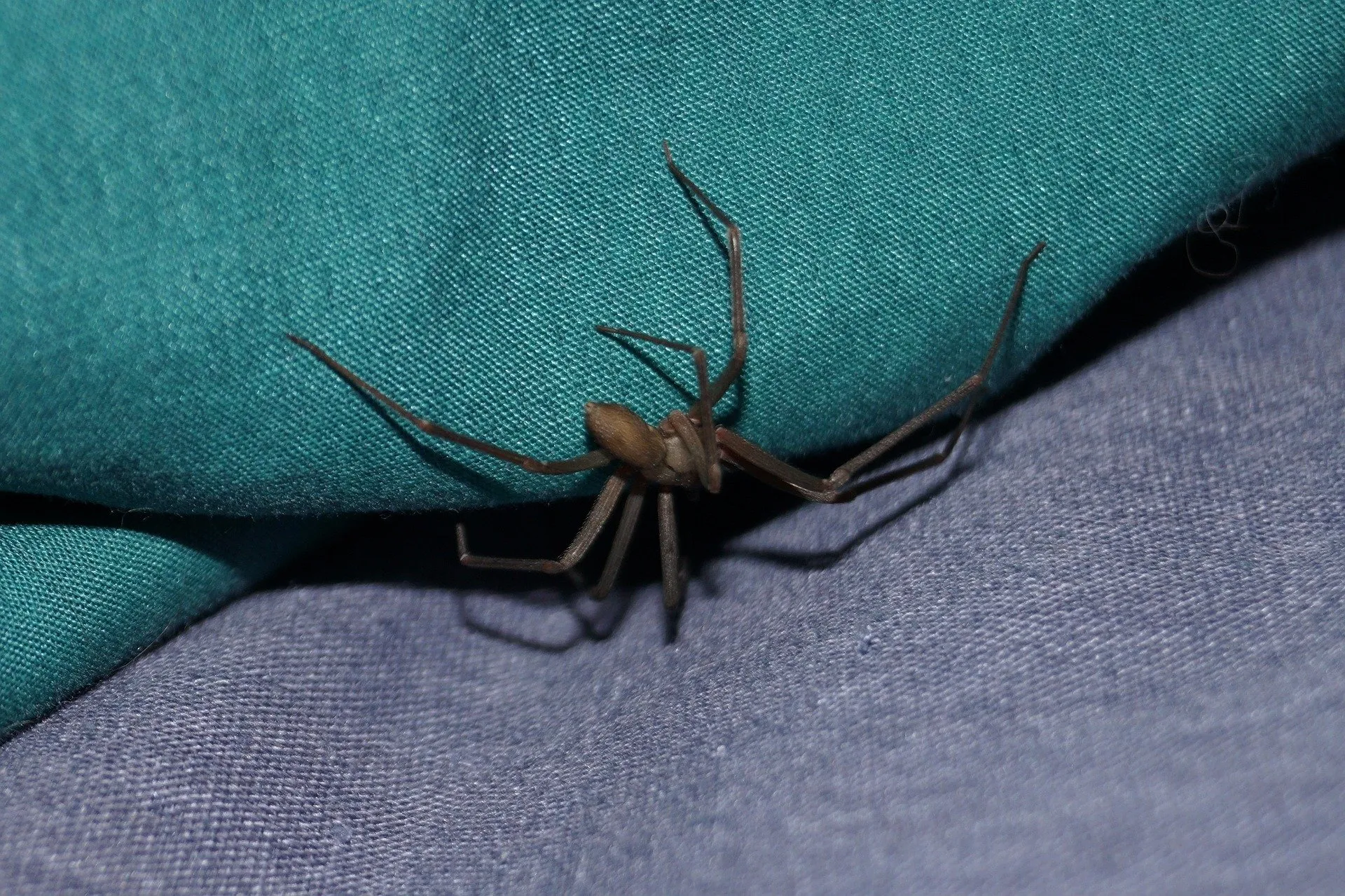 Spiders, and other insects, love to curl up in your closets and drawers. Deter them with natural insect repellents.