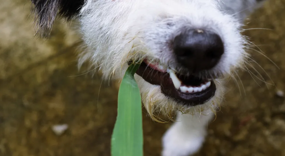 Dog Lovers Association - Dog Eat Grass