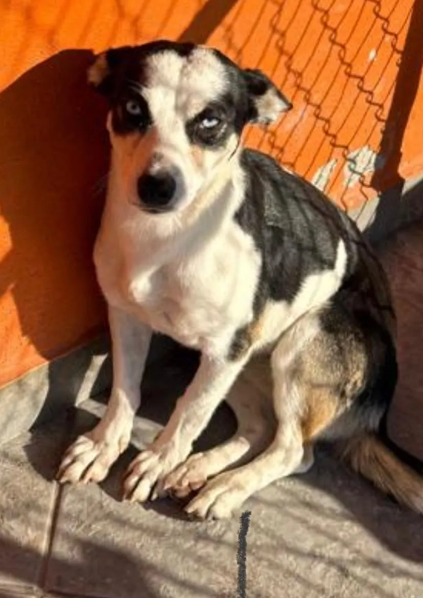 Denvi: A petite black and white mixed breed dog lying on a blanket indoors, with striking eyes. Gentle and affectionate, ideal for a home with kids and playful dogs.