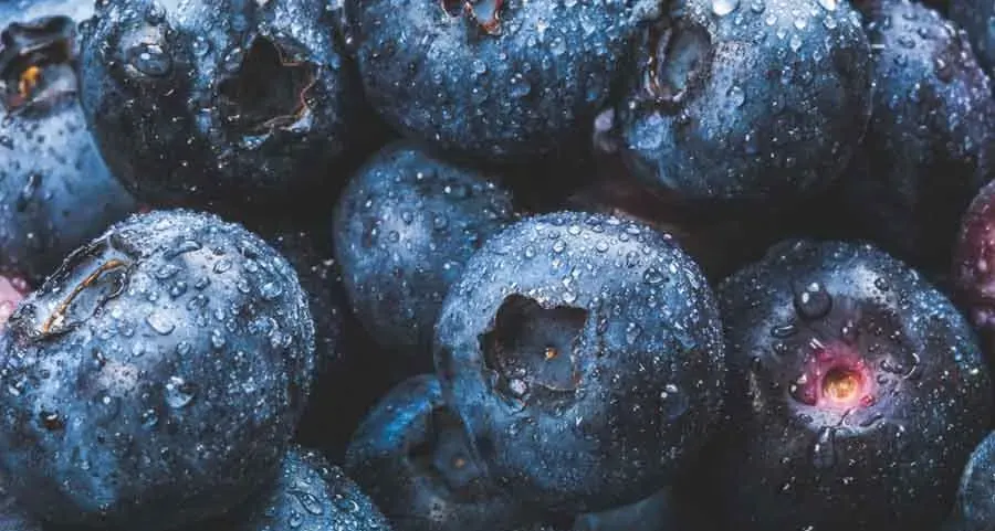 The image features a close-up of fresh blueberries covered in tiny droplets of water. The berries have a deep blue-purple hue with a slightly frosted appearance.